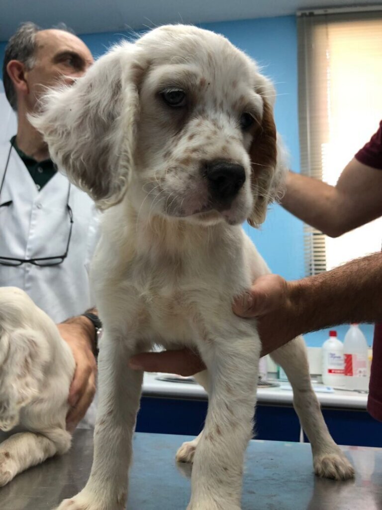 Los mejores servicios de clínica veterinaria en Lezama