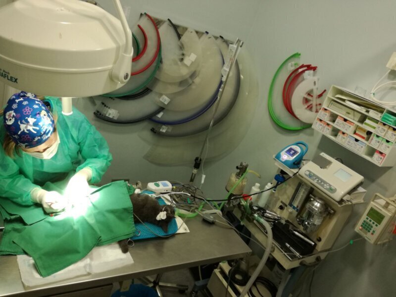Los mejores servicios de clínica veterinaria en Murueta