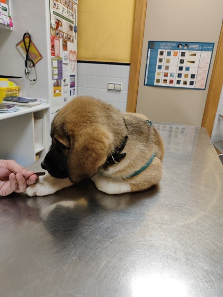 Los mejores servicios de clínica veterinaria en Oviedo para tu mascota