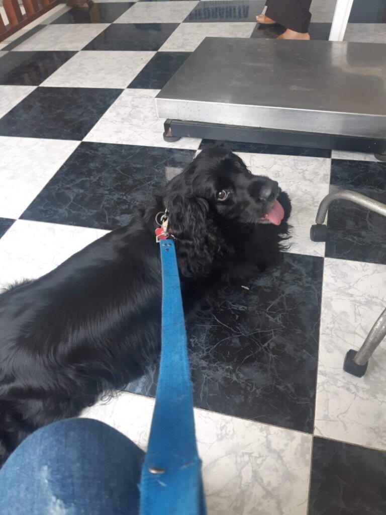 Los mejores servicios de clínica veterinaria en Piedrahíta