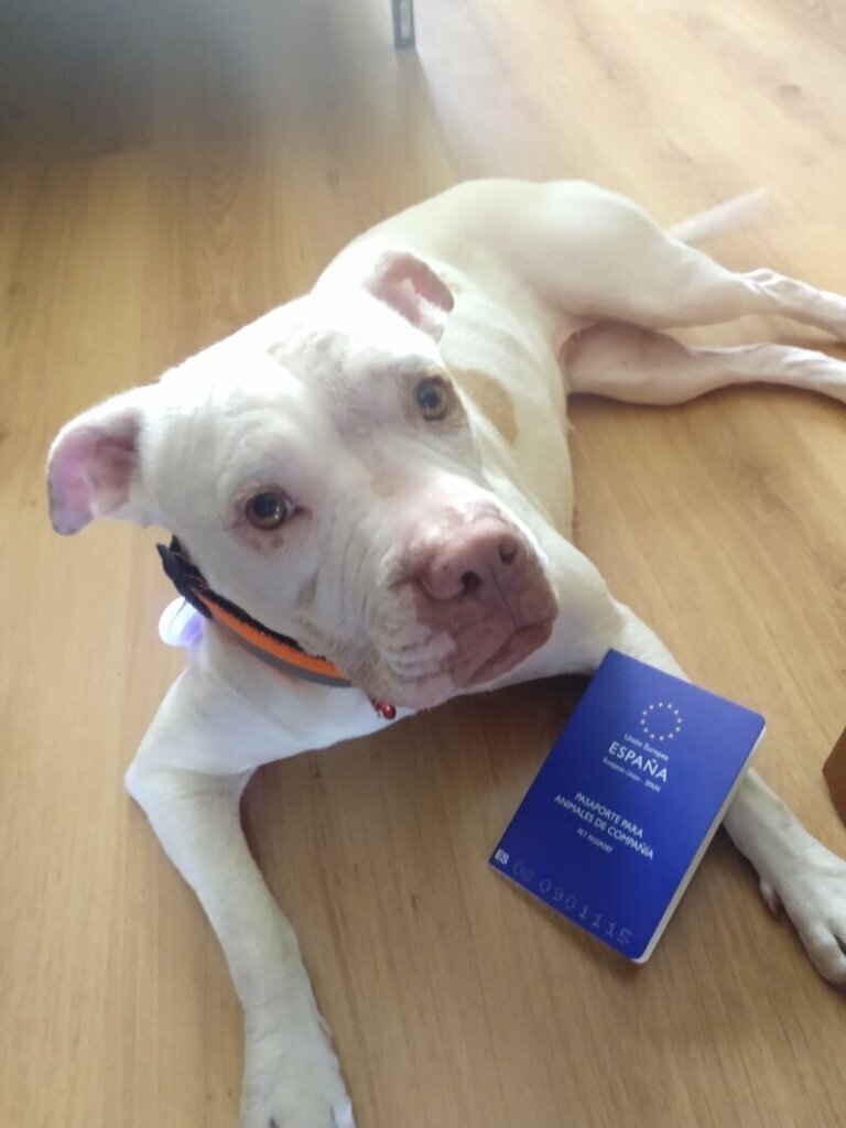Los mejores servicios de clínica veterinaria en Torrelara