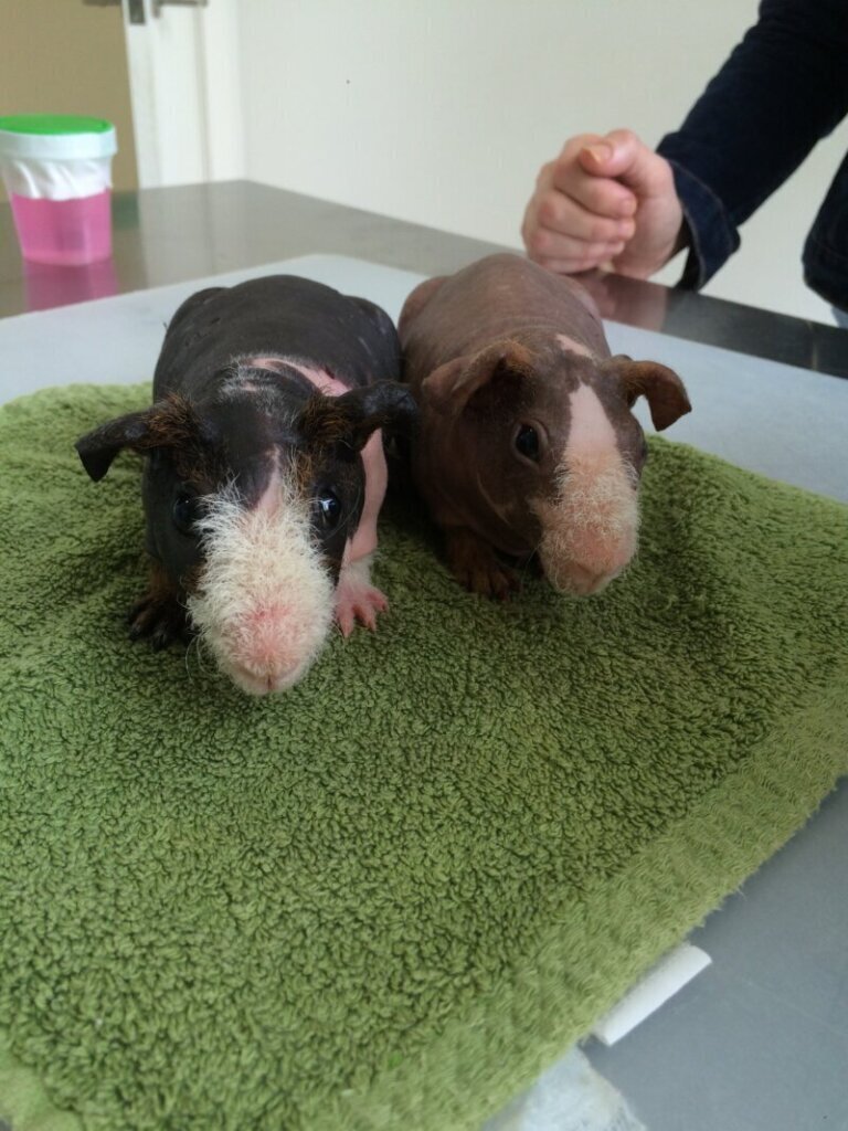 Los mejores servicios de clínica veterinaria en Valencia de las Torres