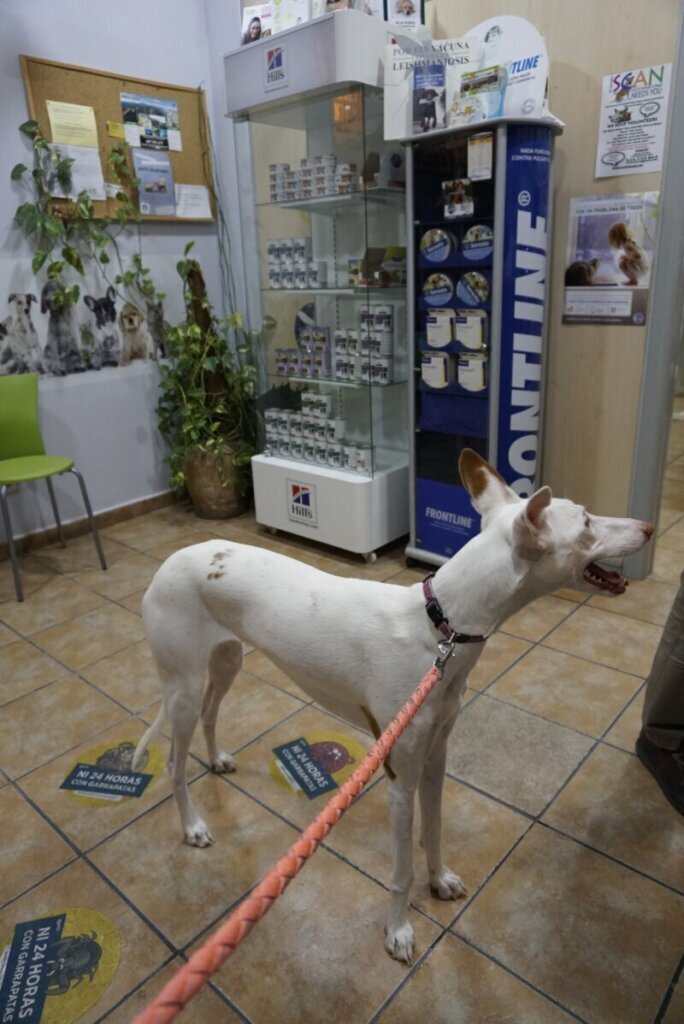 Los mejores servicios de la clínica veterinaria en Solana de Ávila para tu mascota