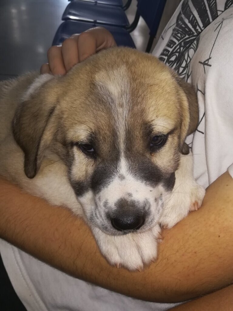 Los mejores servicios de una clínica veterinaria en Huelva